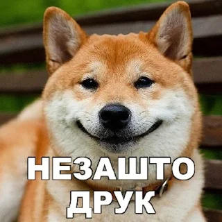 Telegram stiker 😊 КОКОИ ТИ ПЕС