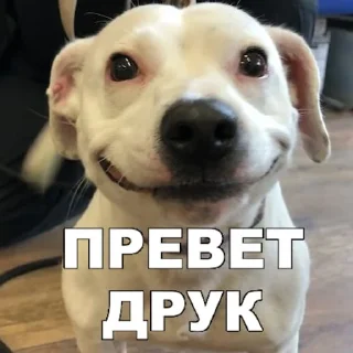 Video sticker 🐶 КОКОИ ТИ ПЕС