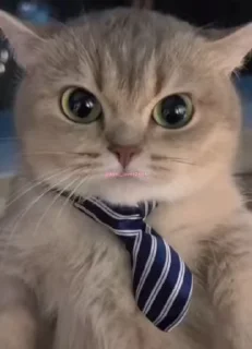 Video sticker 😡 кишка