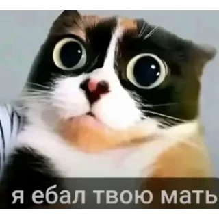 Telegram sticker 🥹 кишка