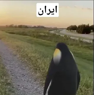 Video sticker 🕳 iran