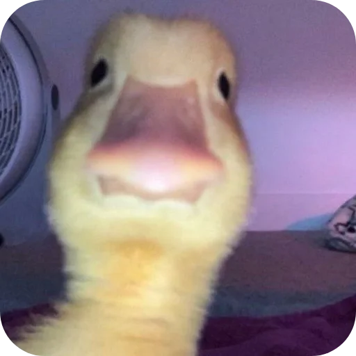 Telegram sticker 🦆 سیرک🦆🎈