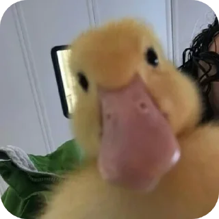 Video sticker 🦆 سیرک🦆🎈