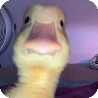 Video sticker 🦆 سیرک🦆🎈