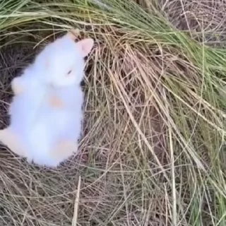 Video sticker 🌟 кроли :з :: @fStikBot