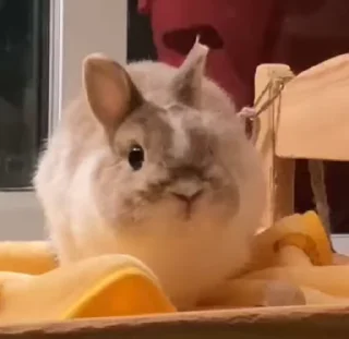 Video sticker 🌟 кроли :з :: @fStikBot