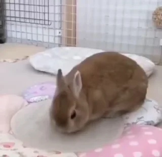 Video sticker 🌟 кроли :з :: @fStikBot