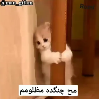 Video sticker 🥺 😺‏✿͜͡❥ຊēฯຖค๖ْ❥😺 :: @fStikBot