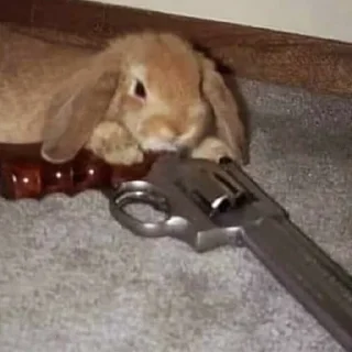 Video sticker 🔫 Usagi Ro bunnies