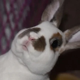 Video sticker 😟 Usagi Ro bunnies