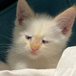 Telegram sticker 😠 MarziPaN :: @fStikBot