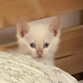 Video sticker 🥴 MarziPaN :: @fStikBot