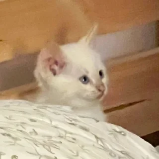 Video sticker 😯 MarziPaN :: @fStikBot