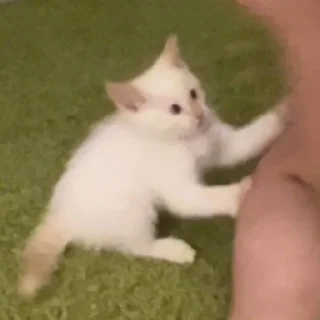 Telegram sticker 😳 MarziPaN :: @fStikBot