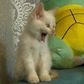 Video sticker 😳 MarziPaN :: @fStikBot