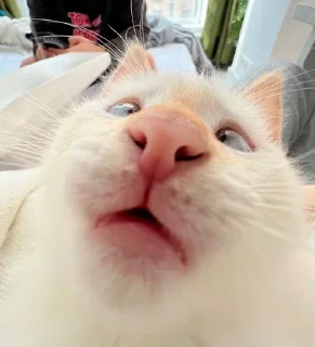 Telegram sticker 🤤 MarziPaN :: @fStikBot