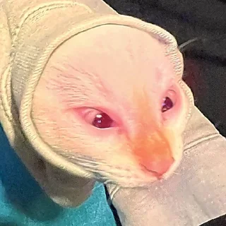 Telegram sticker 😡 MarziPaN :: @fStikBot