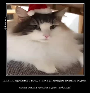 Video sticker 😚 Кот :: @fStikBot