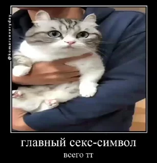 Video sticker 😻 Кот :: @fStikBot