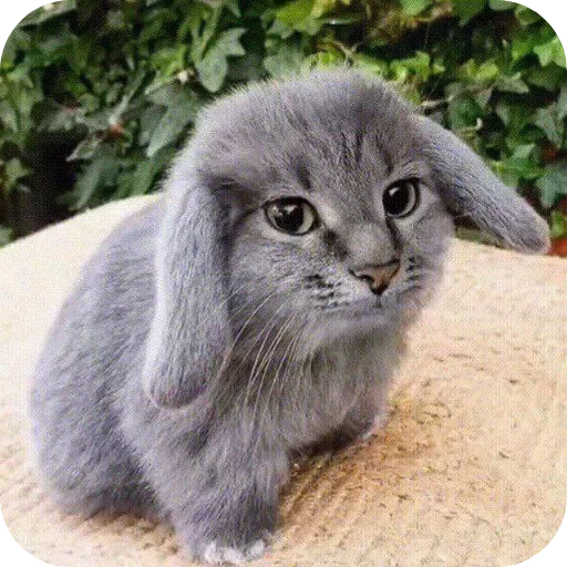 Telegram stiker 🐱 Стикеры by @Voenra