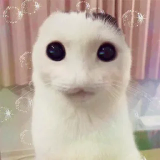Telegram sticker 🥺 my honest reaction | by @elyadead