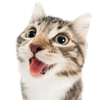 Telegram sticker 😃 my honest reaction | by @elyadead