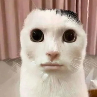Telegram sticker 🤨 my honest reaction | by @elyadead
