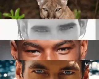 Video sticker 😡 Looksmaxxing | $LMX :: @fStikBot