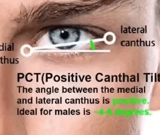 Video sticker 😀 Looksmaxxing | $LMX :: @fStikBot