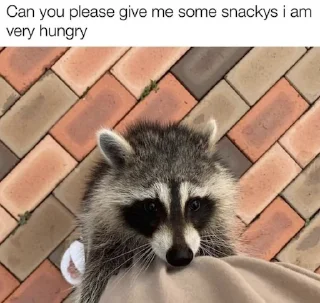 Sticker 😋 Raccoon