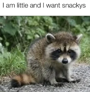 Video sticker 🥺 Raccoon