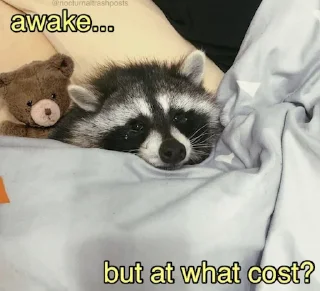 Video sticker 😴 Raccoon