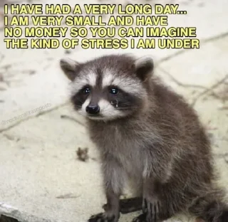 Telegram sticker 😓 Raccoon