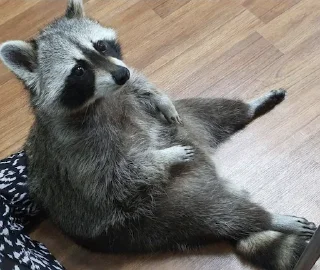 Telegram sticker 🙄 Raccoon