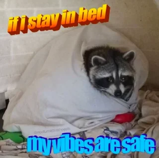 Telegram sticker 😴 Raccoon