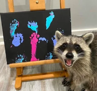 Telegram sticker 👨‍🎨 Raccoon