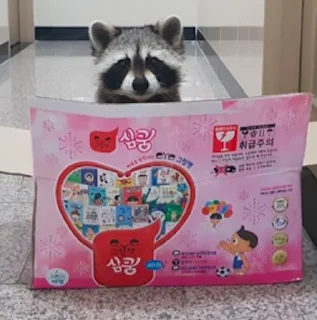 Telegram sticker ❤️ Raccoon