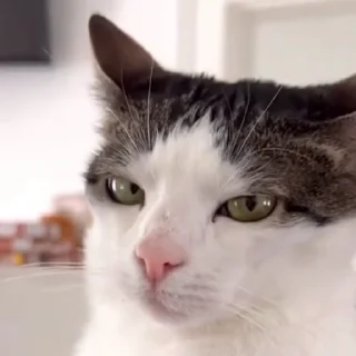 Video sticker 😾 Котики @zatmenienochi