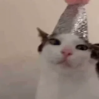 Video sticker 🥳 Котики @zatmenienochi