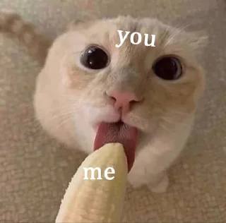 Telegram sticker 🌟 Me and Who?