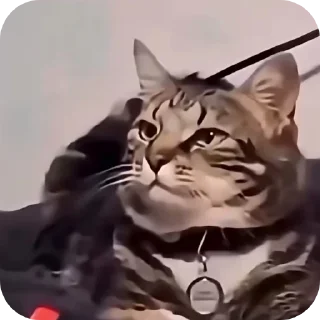 Telegram sticker 🖼 Reação 2 by nths..