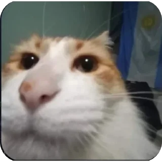 Telegram sticker 🐱 Reação 2 by nths..