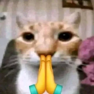 Telegram sticker 🙏 fucking kity @dnwlde