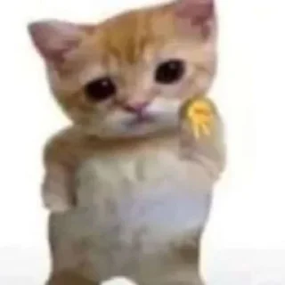 Telegram sticker ✌️ fucking kity @dnwlde