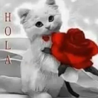 Video sticker 👋 fucking kity @dnwlde