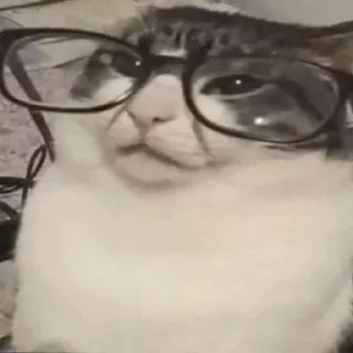 Video sticker 🤓 fucking kity @dnwlde