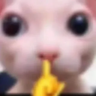 Telegram sticker 🤫 fucking kity @dnwlde