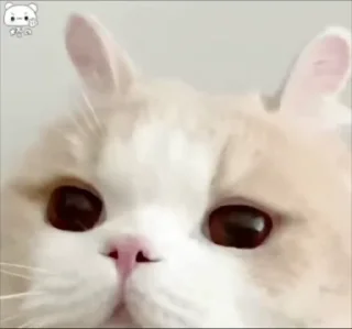 Video sticker 🌟 电话短信轰炸|飞机账号 @xiatianddeye