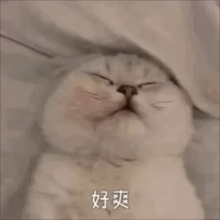 Video sticker 🌟 电话短信轰炸|飞机账号 @xiatianddeye