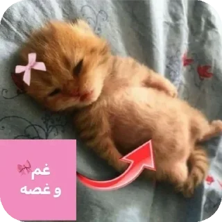 Telegram sticker 🐱 Kermit اینجا بود